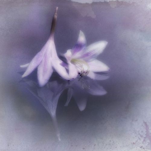 Sen Ağladığında Saksıdaki Çiçekler Solardı